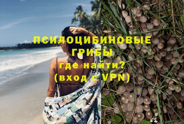 прущие грибы Аркадак